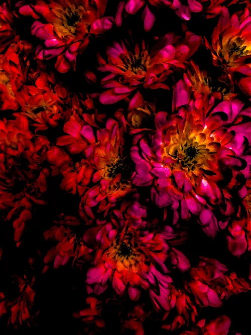 Envy Hold - Chrysanthemum Fuschia Red